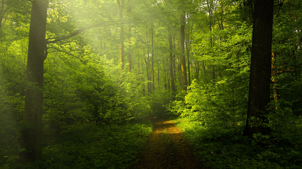GetCare Foundation Partners With The Planet Project to Advance Global Planetary Restoration Effort — featured image