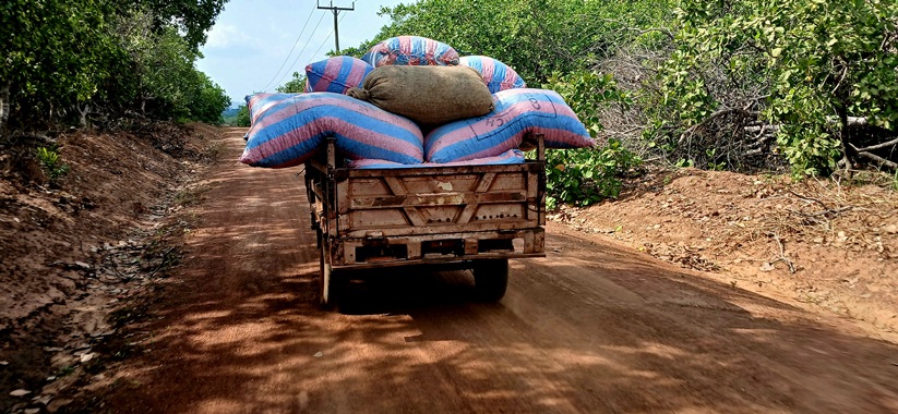 You are currently viewing GetCare Foundation Completes Feasibility Study for Cashew Project in Ghana