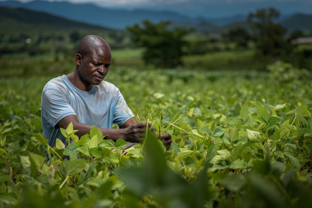 You are currently viewing The Downside Effects of Inorganic Chemicals in Farming and the Implications on West Africa’s Food Security